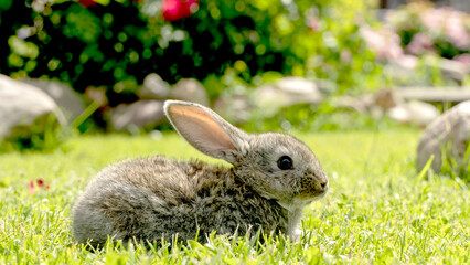 Cute gray rabbit on a green lawn in the sun