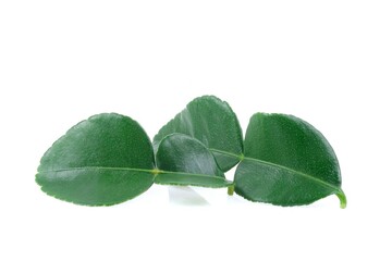 Kaffir lime leaf close up on white background.