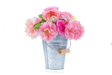 Roses in the bucket on white background.