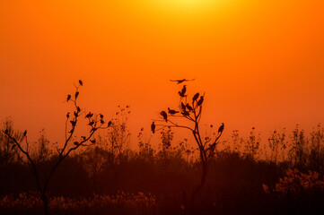 Fototapeta premium A bird perched on a tree in the sunset