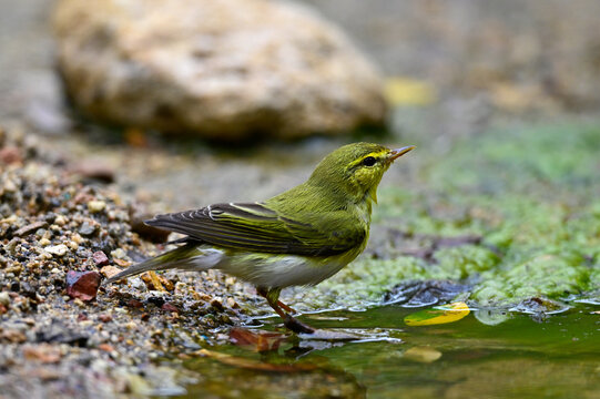 Waldlaubs&auml;nger // Wood warbler (Phylloscopus sibilatrix)