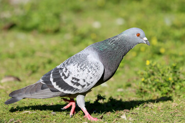 Dove