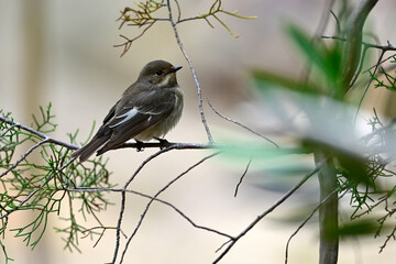 Trauerschnäpper // European pied flycatcher (Ficedula hypoleuca)