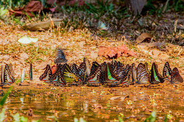 Group of butterflies puddling on the ground. Many Butterfly.