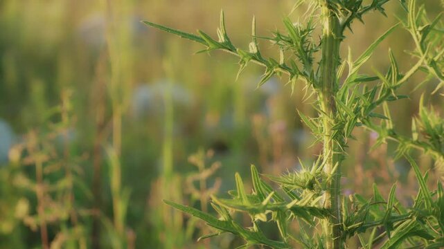 A wild-growing plant is a thorn. Sharp needles and spikes. Close-up of the plant.