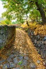 shiny golden stone paved road with stonal sidewalks and green bushes and trees on sides, stone path with green trees and pavement on outdoor landscape