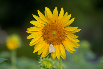 モンシロチョウがとまっているヒマワリの花
