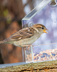 oiseau, moineau du jardin
