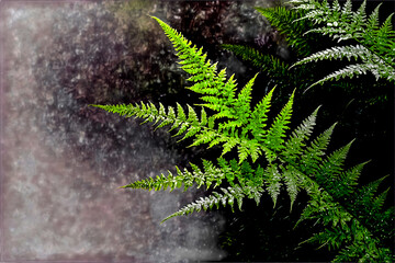 Dark green fern leaves with water droplets on white background