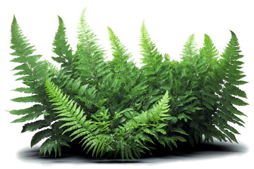 Dark green fern leaves with water droplets on white background