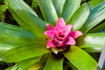 Obraz premium Striking Neoregelia Bromeliad in Full Bloom, Centred in Green Rosette. Colourful Epiphyte Displays Stunning Pink Inflorescence in Natural Setting