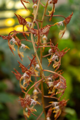 Exotic Spider Orchid Blooms in Intricate Detail. Rare Caladenia Species Showcases Nature's Delicate Artistry