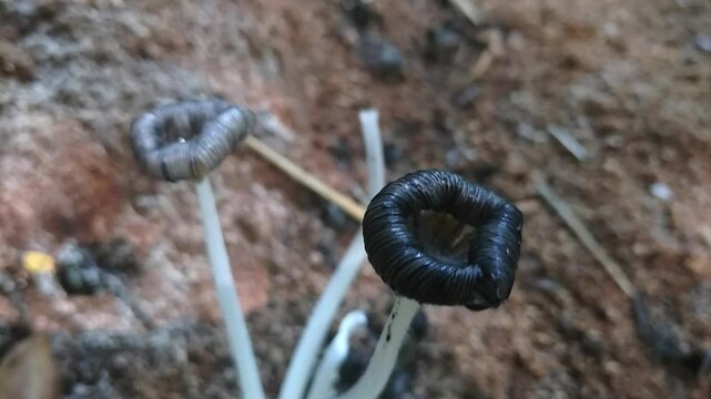 Magpie mushroom or Coprinopsis picacea is a wild mushroom that grows in loose soil