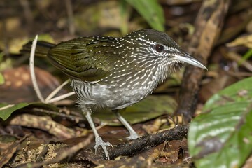 Fototapeta premium Plumbeous Antbird Myrmeciza hyperythra foraging on the forest floor in the Amazon rainforest also called Formigueiroplmbeo