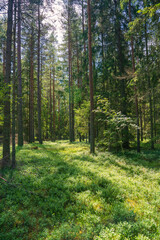 Fototapeta premium Sunlit Forest Floor in Lush Coniferous Woodland. Dappled Light Illuminates Verdant Undergrowth Among Tall Pine Trees