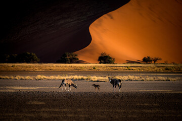 Namib desert, Namibia, dunes, oryx