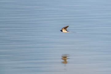 A Barn Swallow flying over a lake