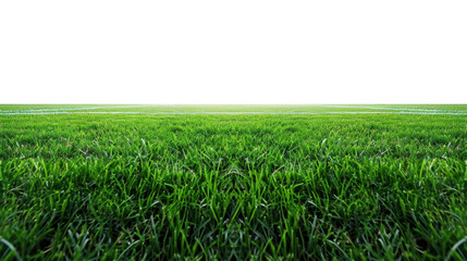 Obraz premium Green grass field