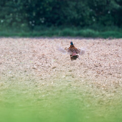 Ring necked Pheasant spreading wings