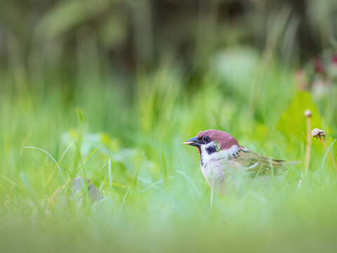 House sparrow, Passer domesticus, with a worm in his beak
