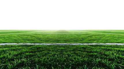 Green grass field