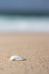 shell on the beach