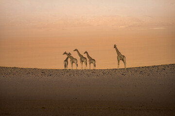 Giraffes in Purros, Namibia