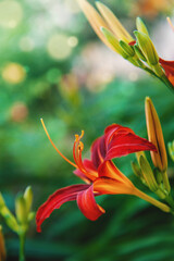 Fresh summer blooms showcasing elegant floral details against a green foliage background