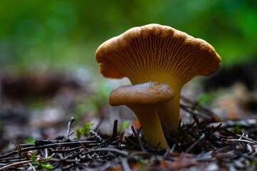 Chanterelle Mushroom in Forest Cantharellus Cibarius. Relax, Walking, Hiking, Nature, Food, Health