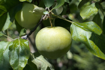 Zielone jabłko wiszące na drzewie. © Blaszko