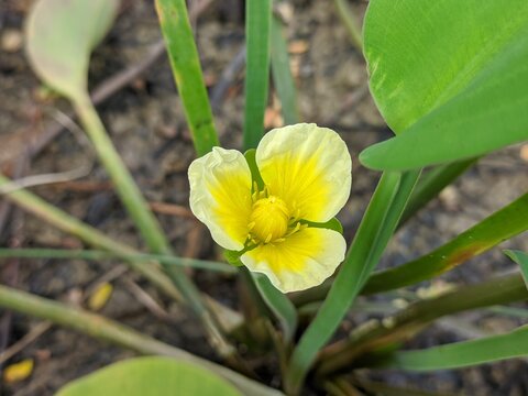 Genjer flowers or Limnocharis flava can be used as vegetable ingredients
