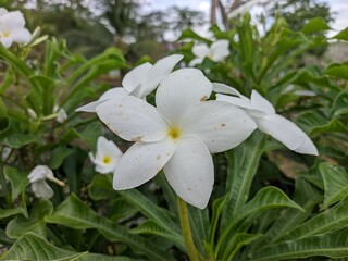 Fototapeta premium Plumeria pudica flower in the morning