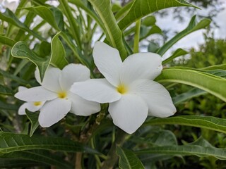 Obraz premium Plumeria pudica flower in the morning