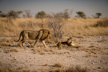 Lion in Etosha Park, Namibia