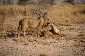 Lion in Etosha Park, Namibia