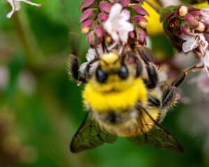 beautiful, summer flower close-up, insect in flower, plant pollination, mid summer, flowering time, flowers