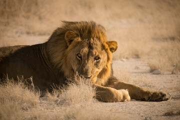 Lion in Etosha Park, Namibia