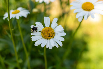 Obraz premium bee on daisy
