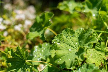 dew on leaf