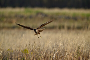 Rohrweihe - Weibchen // Western marsh harrier - female (Circus aeruginosus) 