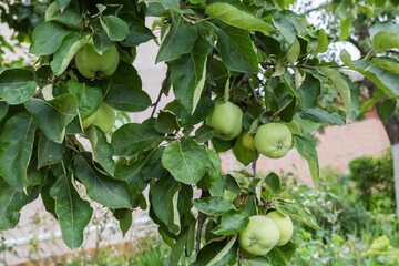 Ripening green apples hanging on the branches of apple tree