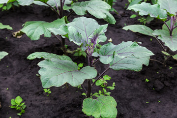 Young plants of eggplant on field in overcast morning