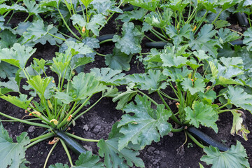Bushes of blooming zucchini with green fruits on a field