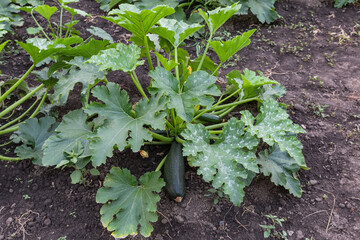 Zucchini bush with flowers and green fruits on a field