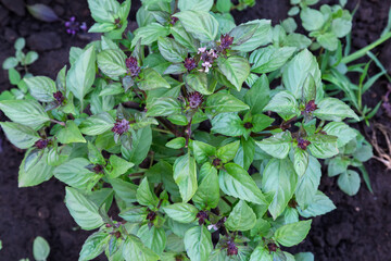 Bush of blooming green basil on a field, top view