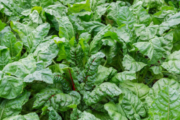 Leaves of red beetroot among the other beet on field