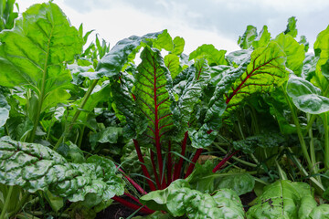 Leaves of red beetroot among the other beet on field