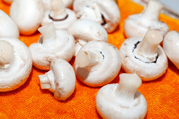 White mushrooms are on the table in kitchen. The mushrooms are arranged in a way that they are not touching each other