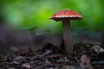 Mushroom Leccinum Aurantiacum Red-Capped Scaber Stalk. Leccinum Aurantiacum Growing in Forest. Relax, Nature, Hiking, Walking, Eating, Food, Picking