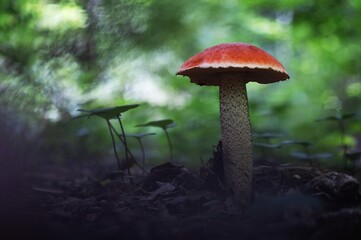 Mushroom Leccinum Aurantiacum Red-Capped Scaber Stalk. Leccinum Aurantiacum Growing in Forest. Relax, Nature, Hiking, Walking, Eating, Food, Picking